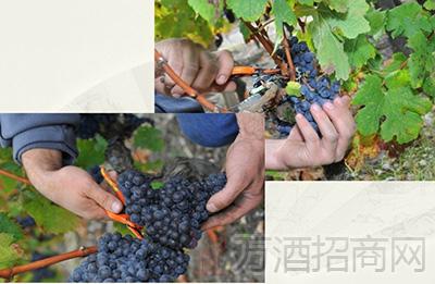 酿造葡萄酒步骤一