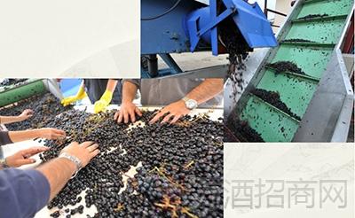 酿造葡萄酒步骤二