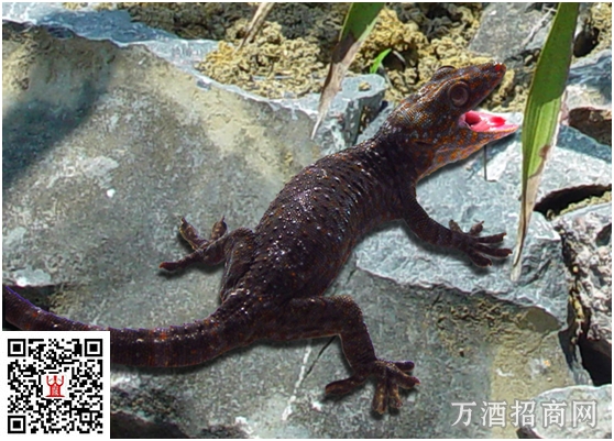 50°杜康国花红瓷