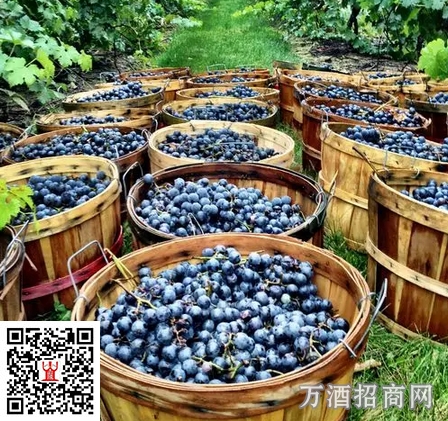 香槟的环保进行时