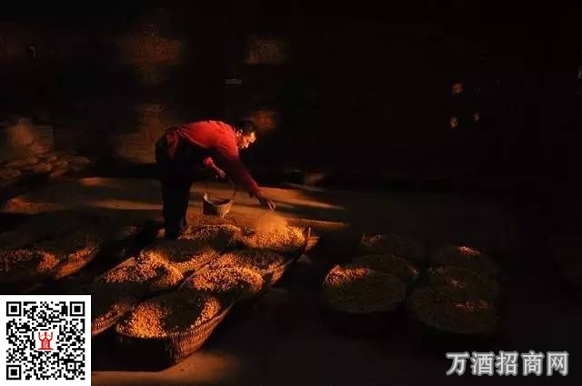 白酒纯粮固态发酵与液态发酵究竟有啥区别？
