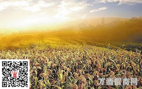 什么酿酒原料最适合酿造白酒？