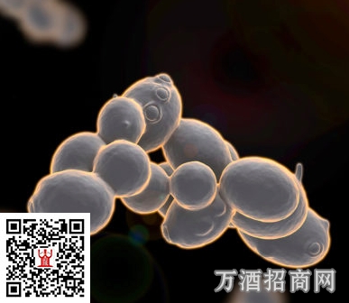 酵母是葡萄酒发酵中缺一不可的重要角色