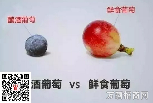 为什么喝葡萄酒比吃葡萄更有保健效果？
