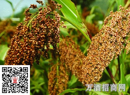 关于酱香型白酒酿造用稻壳的原理