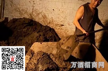 窖泥到底有什么用？