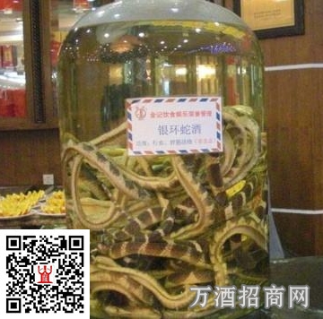 银环蛇泡酒