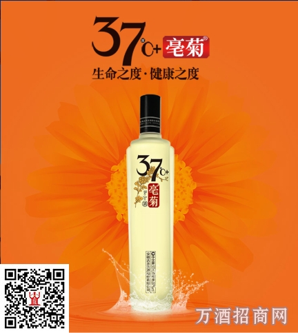 古井亳菊酒